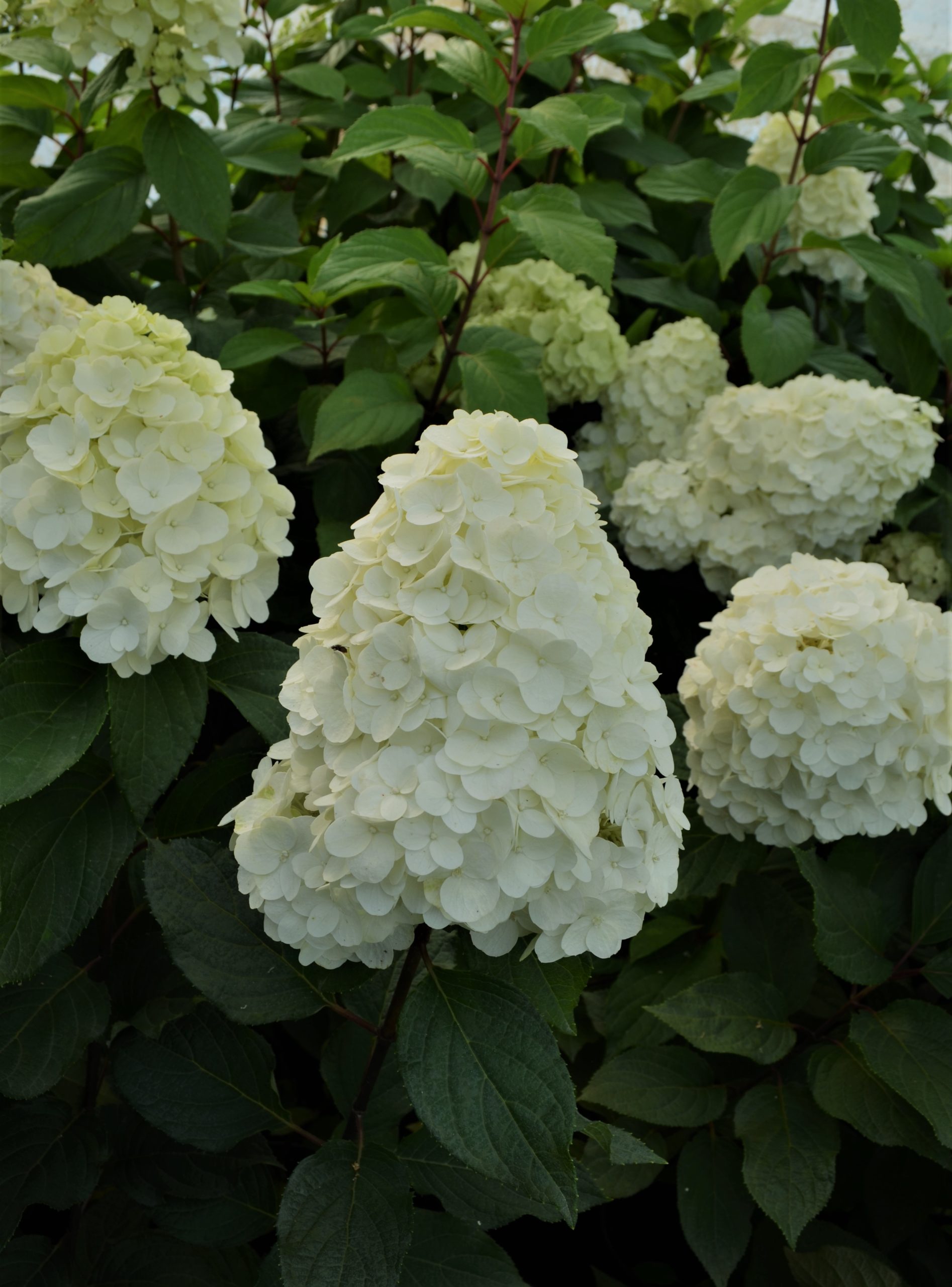 Hortensja Bukietowa Magical Mont Blanc Hydrangea Paniculata