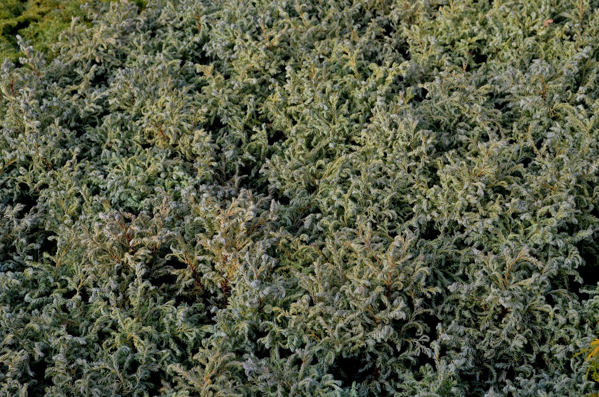 Cyprysik groszkowy 'Curly Tops'/Chamaecyparis pisifera 'Curly Tops'