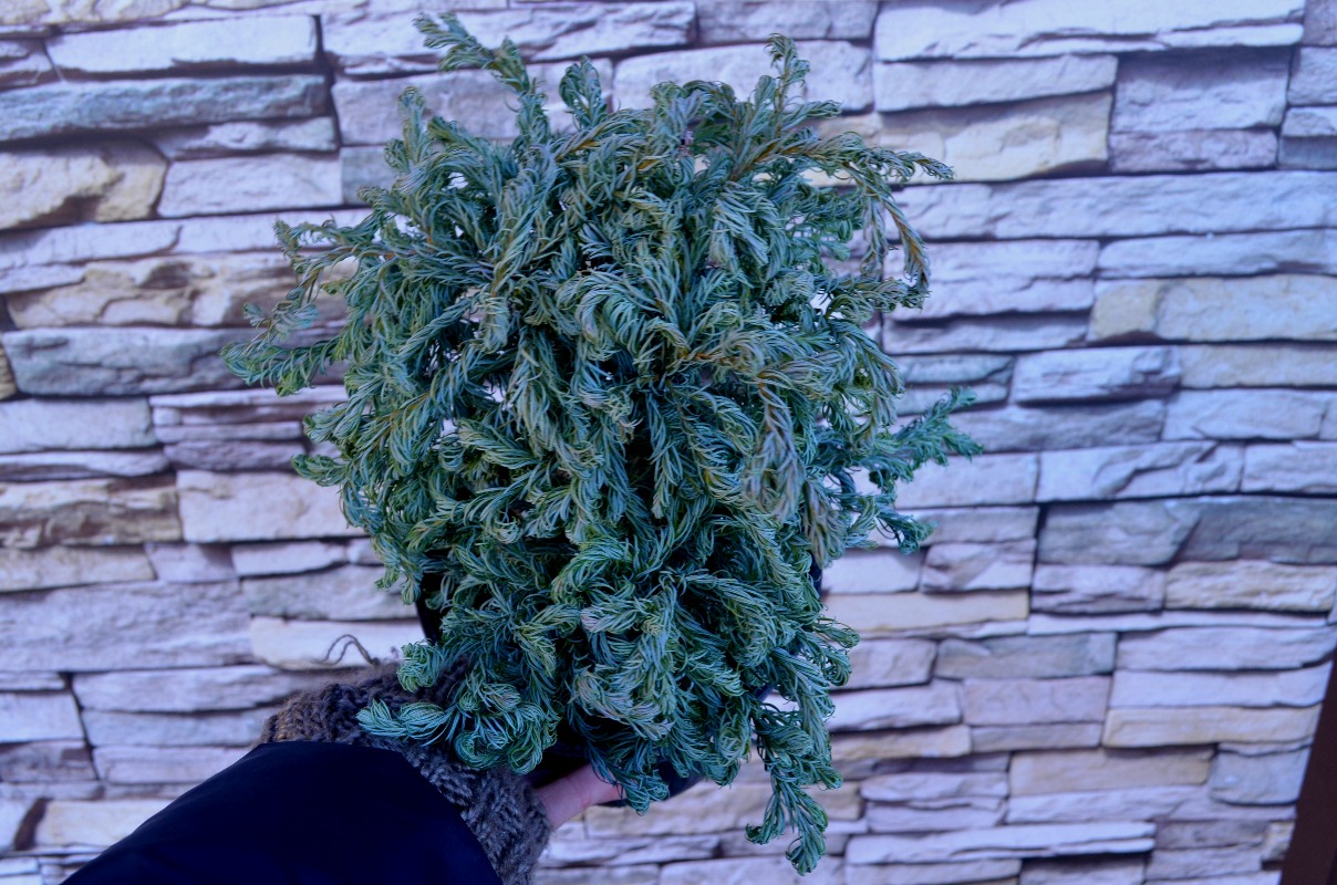 Cyprysik groszkowy 'Curly Tops'/Chamaecyparis pisifera 'Curly Tops'