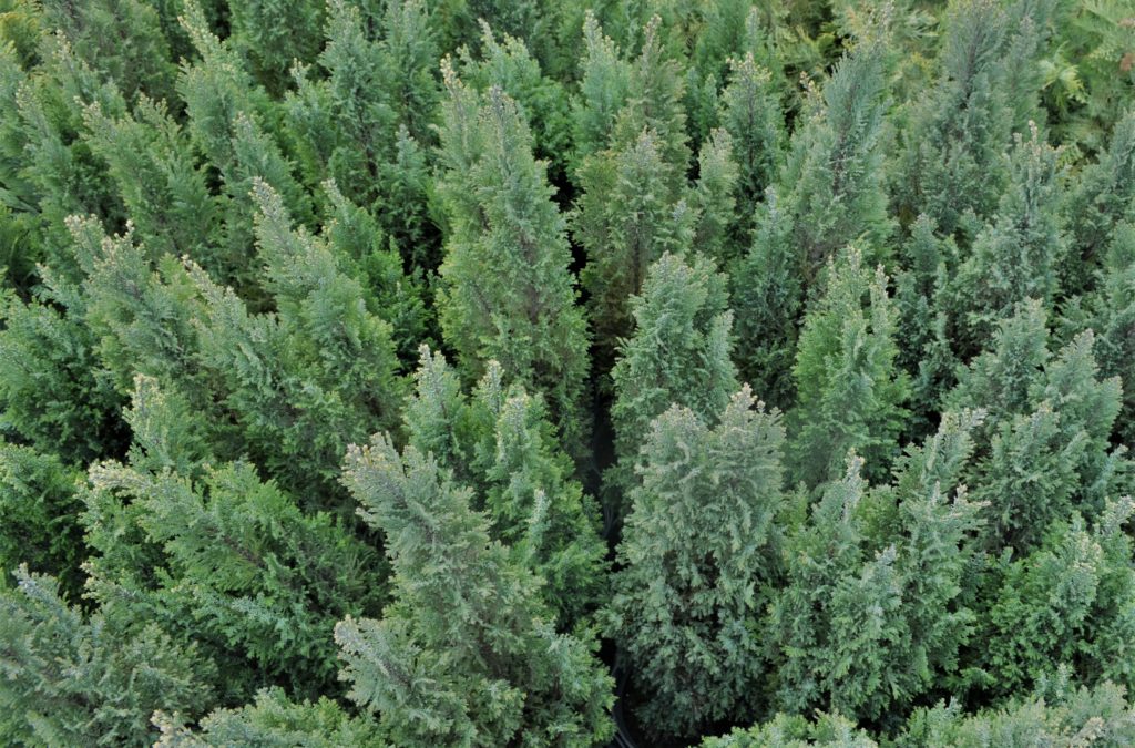 Cyprysik lawsona ‘Snow White’ / Chamaecyparis lawsoniana ‘Snow White’