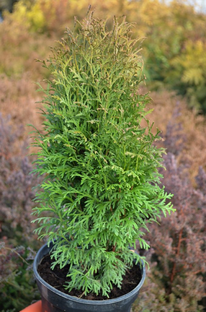 Żywotnik zachodni 'Little Giant' / Thuja occidentalis 'Little Giant ...